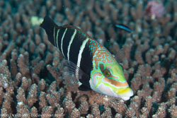 BD-130714-Maldives-0635-Hemigymnus-fasciatus-(Bloch.-1792)-[Barred-thicklip].jpg